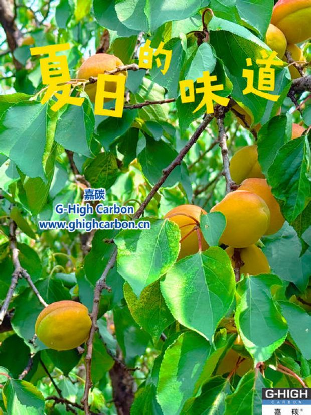 杏果滿枝時(shí)，窺見嘉碳環(huán)保“生長力”